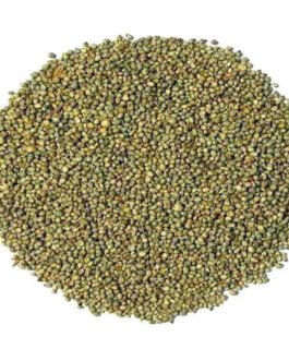 Pearl Millet