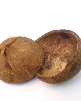 Coconut Shell